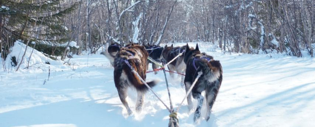 Посещение Этно-деревни, катание на собачьих упряжках
